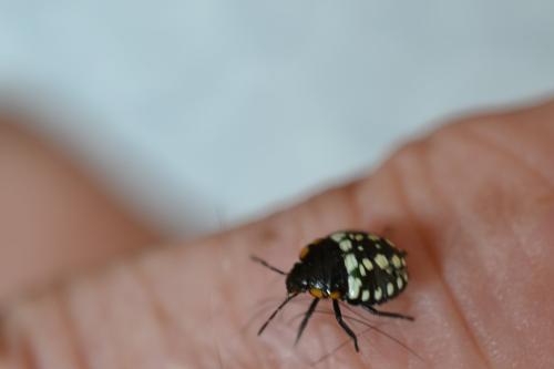 Nezara viridula